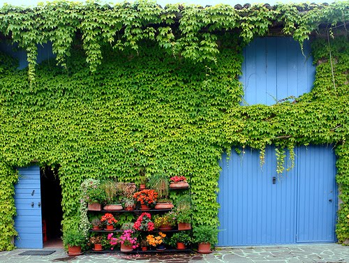 Ivy Blue Doors, Lombardi, Italy
